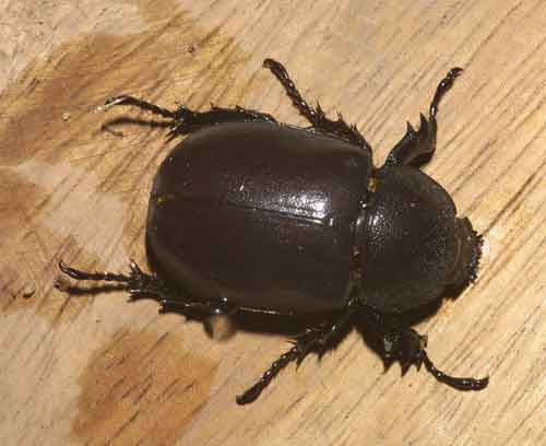 Dynastinae